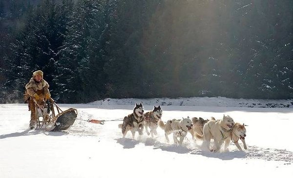 Activités de ski avec des chiens de traîneau : Vivez une aventure nordique
